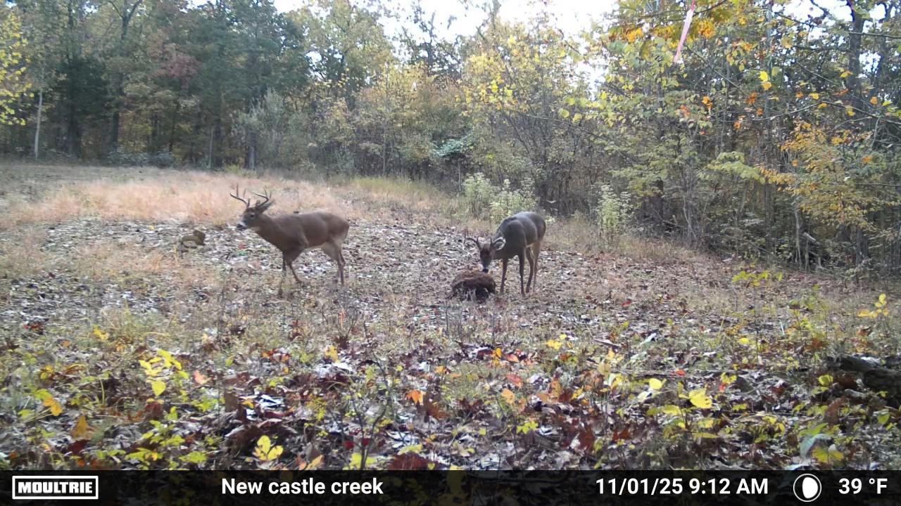 MOULTRIE DIGITAL CAMERA