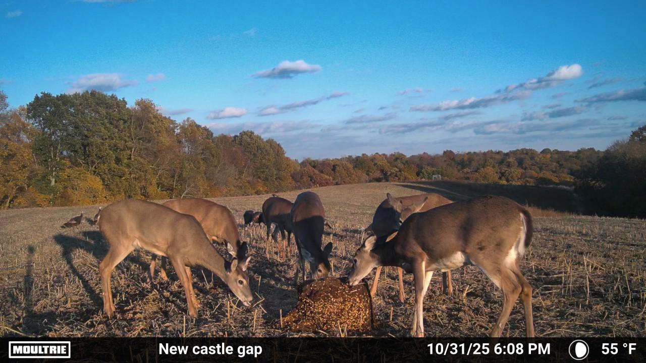 MOULTRIE DIGITAL CAMERA